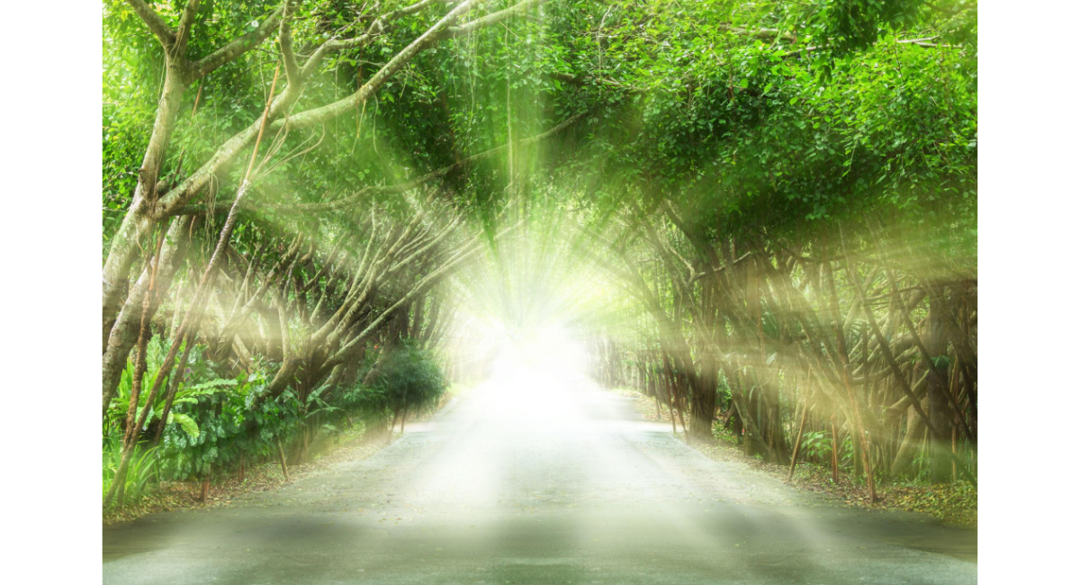 木々に囲まれた道の先に強い光が差し込み未来や希望を感じさせる風景のイメージ